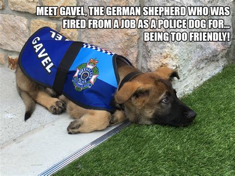 Police Dog Gets Fired For Being Too Friendly, Gets an Even Better Job Offer