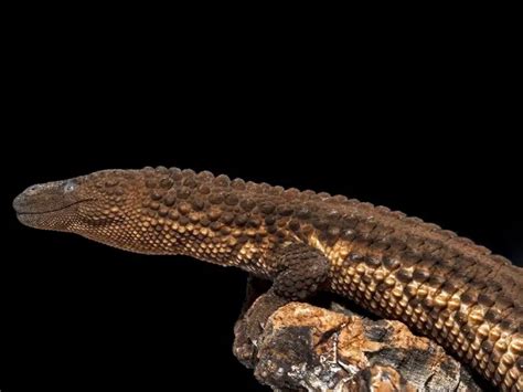 Earless Monitor Lizard Pet - aspca administrative costs