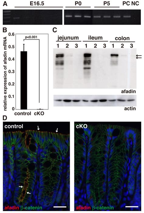 Villin-Cre-mediated disruption of the afadin gene in the mouse... | Download Scientific Diagram