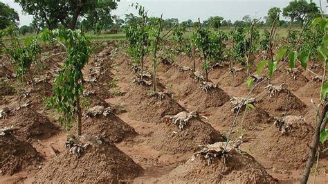 BMGF, IITA, others inaugurate new Yam Seed Development Project ...