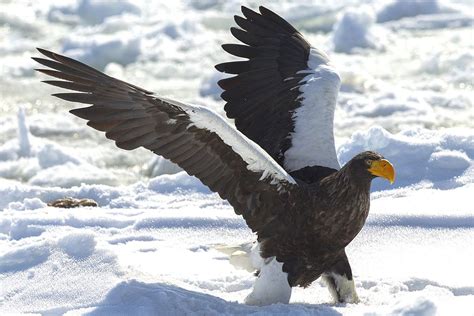 Steller's Sea Eagle Facts, Habitat, Diet, Life Cycle, Baby, Pictures