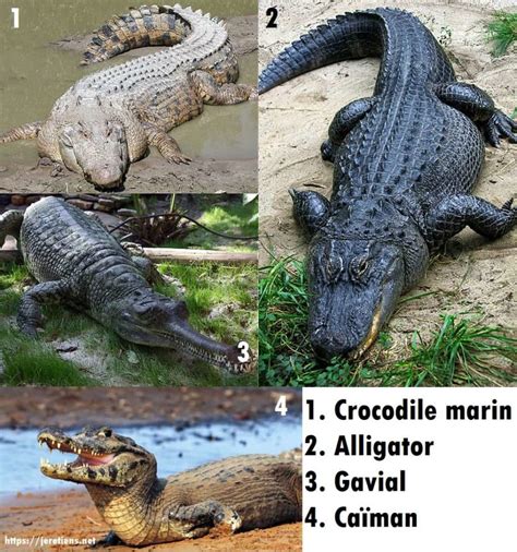 Différence entre un crocodile, un alligator, un caïman et un gavial