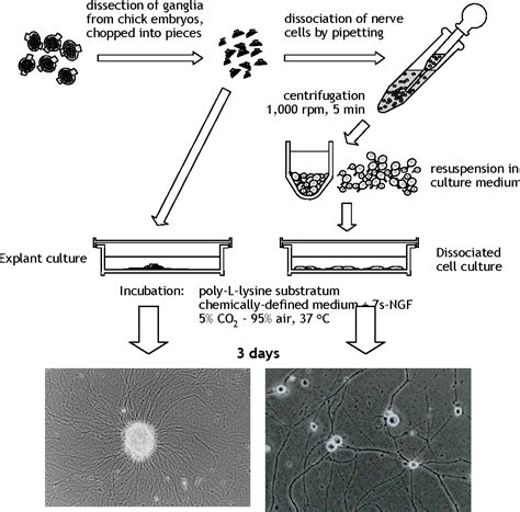 Animal Cell Culture Procedure - Cell Culture Introduction Abm Inc / General procedure for cell ...