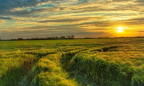 Barley Field Sunset. | Ian LINKIN | Flickr