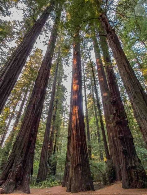 San Francisco to the Redwoods Road Trip Guide + Key Stops