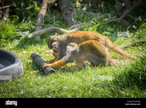 Lovely animals at the Yorkshire Wildlife Park in Doncaster, South Yorkshire Stock Photo - Alamy