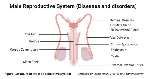 Diseases Notes | Microbe Notes