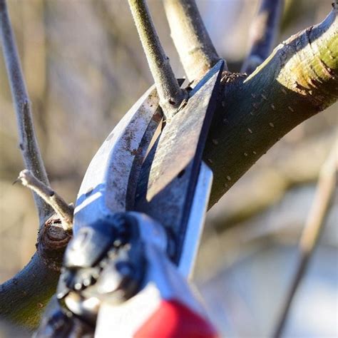 Pruning Apricot Trees: The Ultimate Guide – Roots Plants