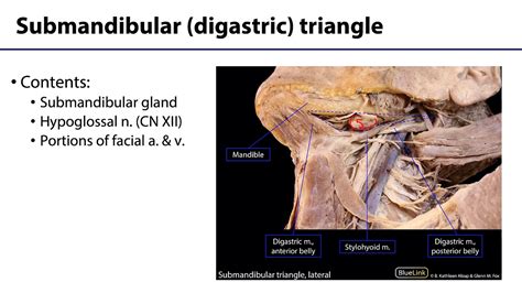 Parotid and Submandibular Triangle LO - Submandibular Triangle - YouTube