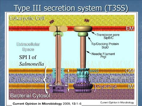 PPT - Type III secretion effectors in bacterial genome PowerPoint Presentation - ID:6020746