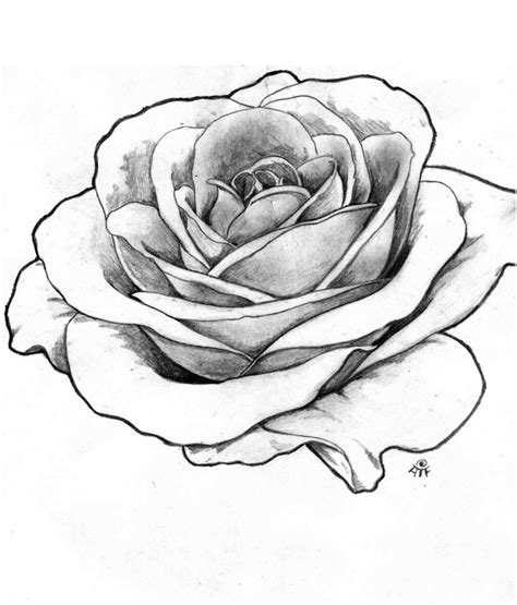 Roses In Black And White Drawing at GetDrawings | Free download