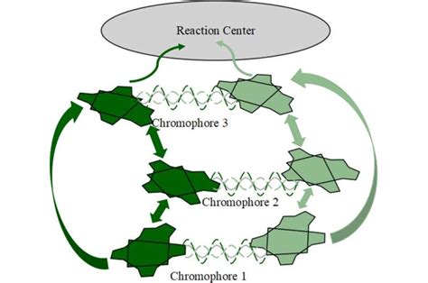 Scientists find link between photosynthesis and 'fifth state of matter'