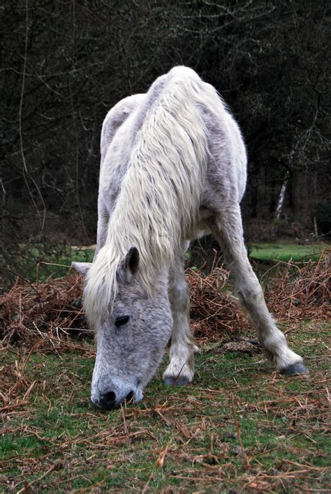 Wild horse / New Forest / New Hampshire / UK