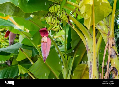 Banana tree with flower hi-res stock photography and images - Alamy