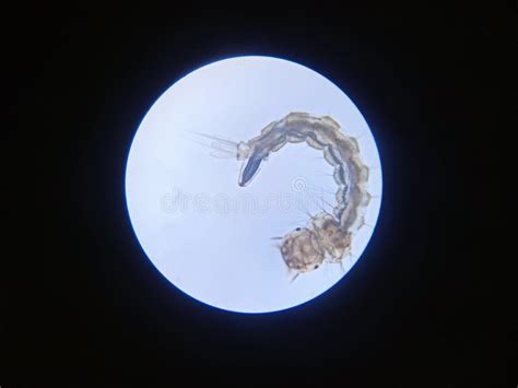 Larvae of Aedes aegypti stock image. Image of planet - 265031009