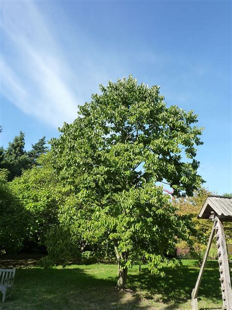 Diospyros virginiana (American Persimmon, Common Persimmon, Date Plum ...