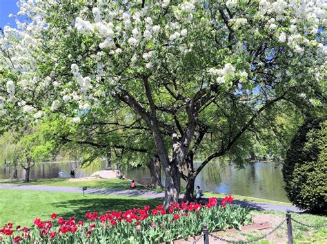 Boston Photos: Boston Public Garden