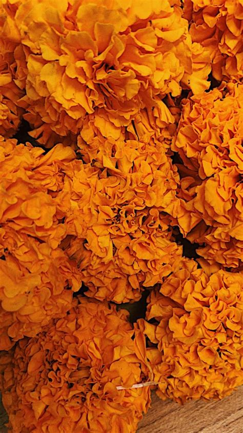 Marigold | Marigold aesthetic wallpaper, Pretty wallpapers backgrounds ...