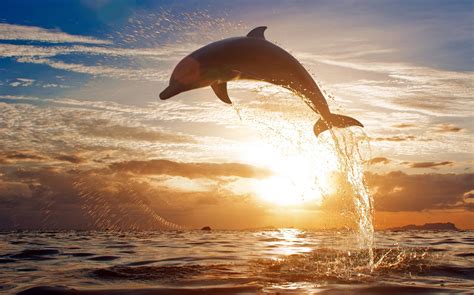 Smartest Animal Dolphin HD Desktop Wallpaper Collection – YL Computing