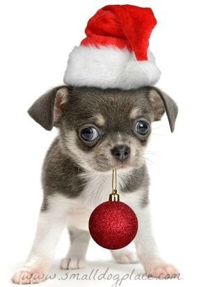 Christmas Puppy Names - Small Dog Place