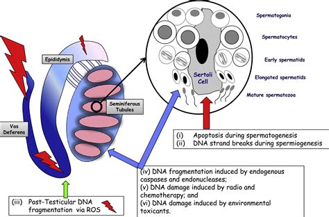 Sperm DNA fragmentation: mechanisms of origin, impact on reproductive ...