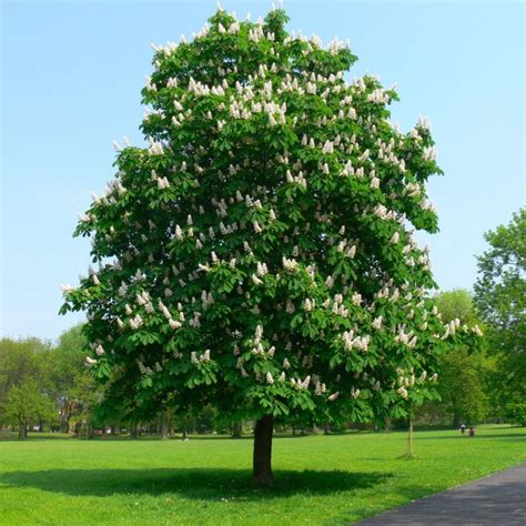 Aesculus hippocastanum (каштан кінський) 'Baumannii' - Сад-Город