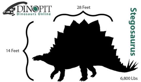 Just How Big Was Stegosaurus? - DinoPit