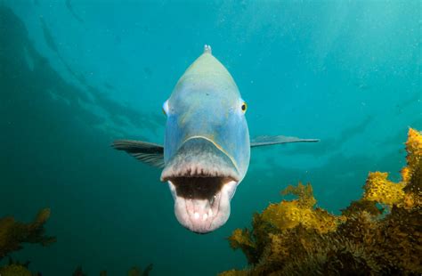 Yawn! Eastern blue groper - Achoerodus viridis #marineexplorer | Yawning, Sea life, Marine