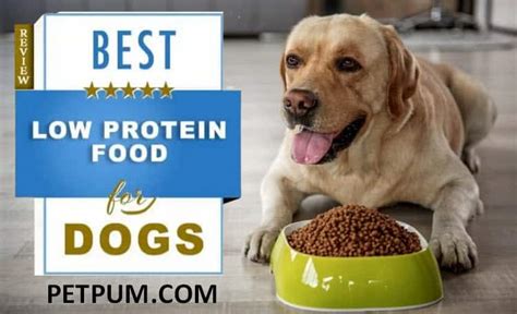 Low Protein Dog Food – Which, When, Who and What?