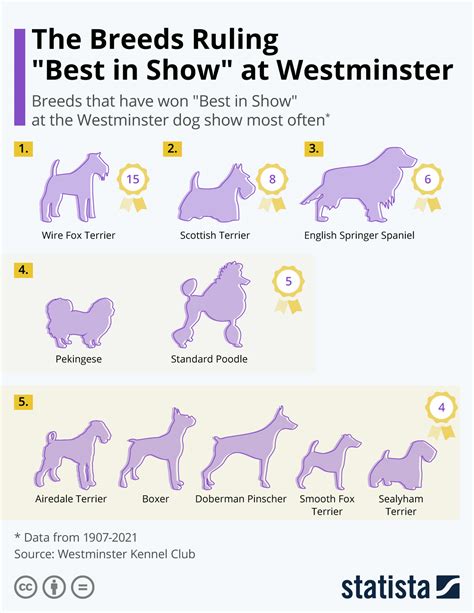 Dog Show – Telegraph