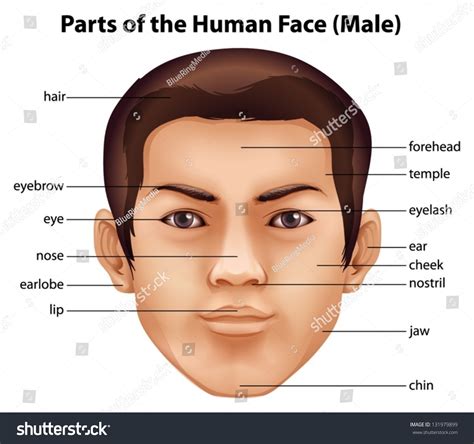 Illustration Features Human Face Stock Vector (Royalty Free) 131979899 | Shutterstock