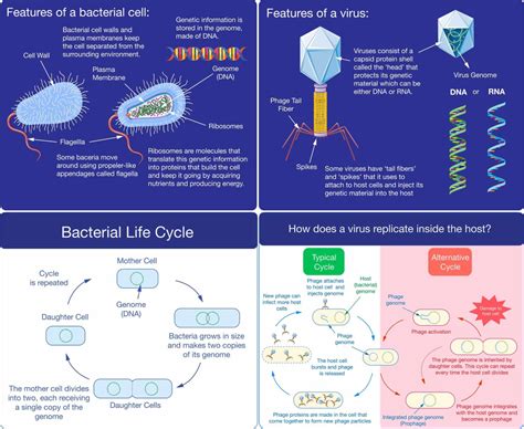 Bacterial Viruses – Science Fest