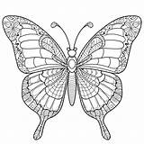 Butterfly Coloring Page sketch template