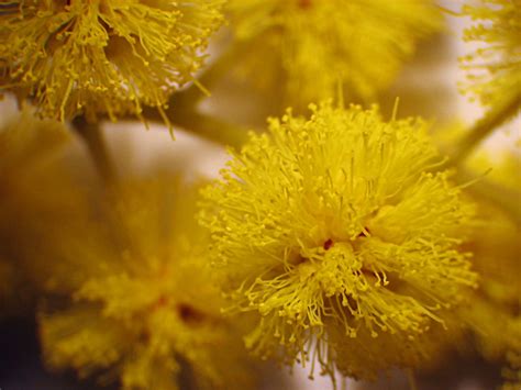 Acacia dealbata seeds - Silver Wattle Mimosa seeds - 25, 50, 100, or 250 – O'Neill Seeds