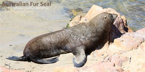 5 Amazing Facts: Australian Fur Seals | Echidna Walkabout Tours