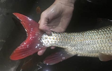 FWC Explains More About Rare Redhorse Fish Found In The Escambia River : NorthEscambia.com