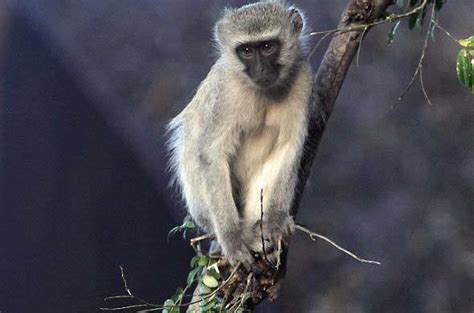 Vervet Monkey - Primate - Africa Mammal Guide