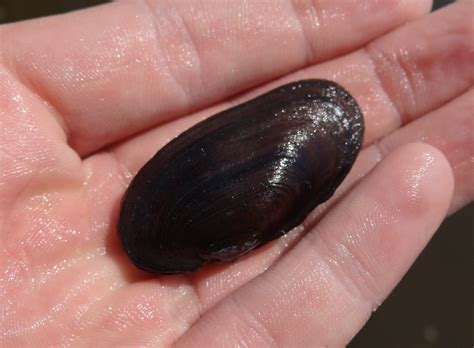 Salamander Mussel in Hand | Simpsonaias ambigua, Richland co… | Flickr