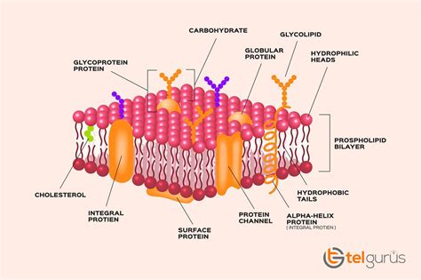 Explain the change in membrane permeability as temperature increases