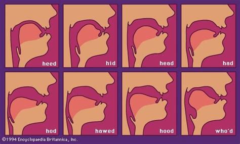 Figure 2: Tongue position for several vowel sounds. | Vowel sounds, Vowel, Phonetics