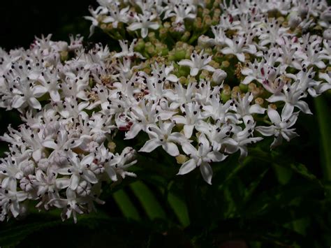 Sambucus ebulus (Adoxaceae) image 15766 at PhytoImages.siu.edu