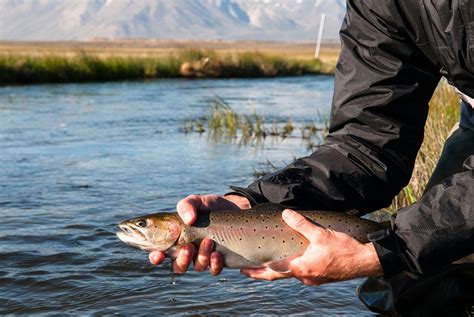 5 of the Best Snake River Fishing Trips