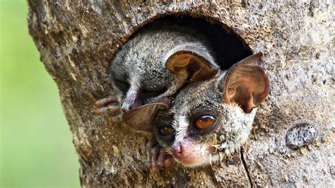 Why the Galago Is Called a Bushbaby - The Safari World