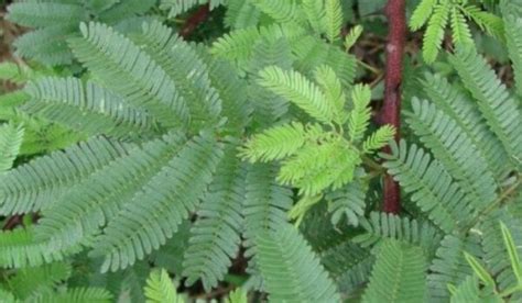 Mimosa Hostilis Plant: a unique plant with many benefits