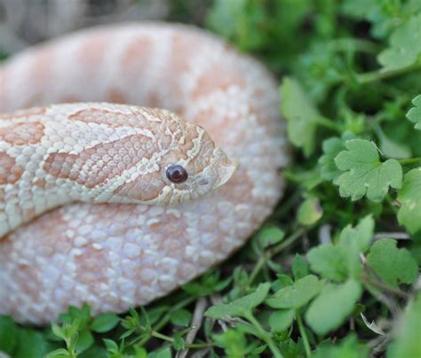 Lavender Hognose Snake : 1000+ images about Cute Snakes! on Pinterest ...