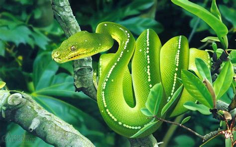 Green tree python illustration - Australian Geographic | Emerald tree boa, Snake, Australian animals