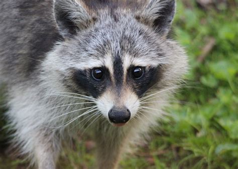 Free Raccoons in the wild 4 Stock Photo - FreeImages.com