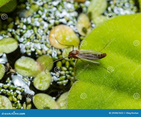 A Mosquito Sits on a Leaf of the Invasive Species Pistia Stratiotes Stock Image - Image of ...