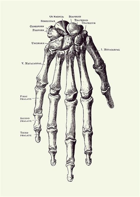 Down Facing Hand Skeletal Diagram - Anatomy Print 2 Drawing by Vintage Anatomy Prints - Fine Art ...