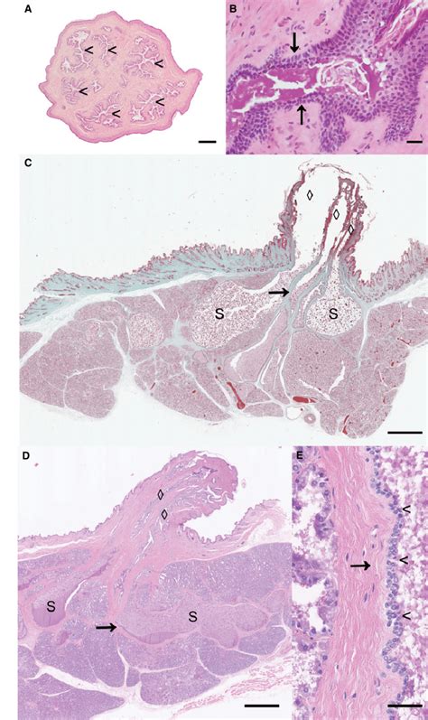 Sinus-like dilatations of the mammary ducts of the rabbit mammary ...